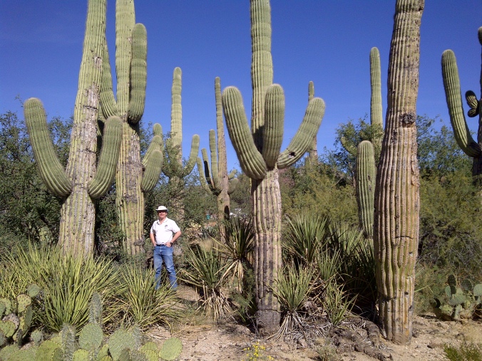 That’s Hubby mugging with our new neighbours, the saguaro cacti (also prickly pears in the foreground)