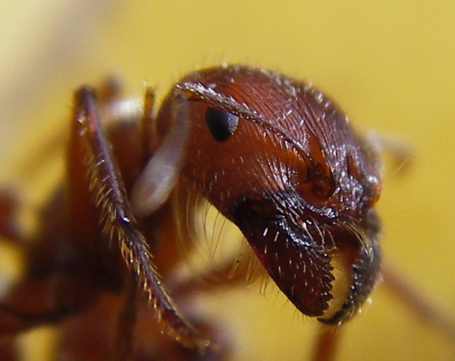 creative commons ant