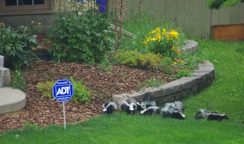 Mom and six baby skunks across the street from us - aren’t they adorable?