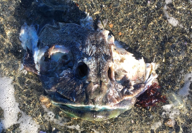I have no idea what creature wore this head before I found it bobbing gently in the surf. It was nearly ten inches across and it looked like some hideous sea monster, although although it's probably a mundane fish to a true West-Coaster. But I’m going with ‘sea monster’.