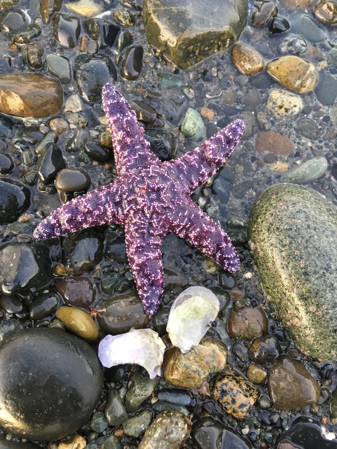 Starfish come in an amazing variety of shapes and colours from white to orange/red to blue/purple, and they have the ability to go from soft to rigid in mere seconds if you touch them. (Guys, did you get that?)